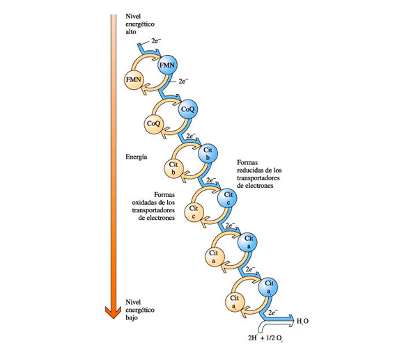 Cadena respiratoria