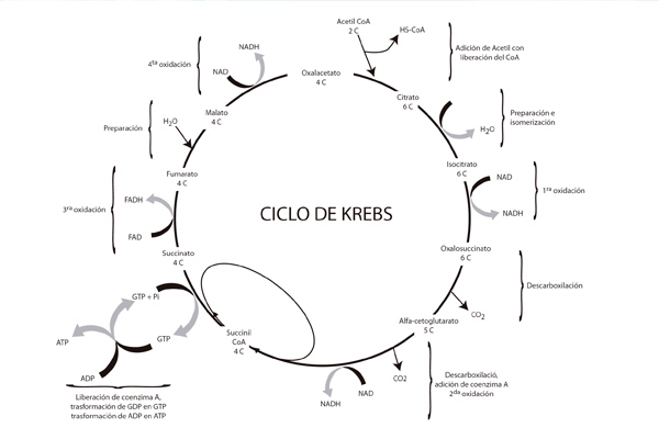 Ciclo de Krebs